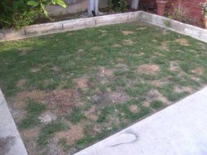 lawn wiht brown spots before a sprinkler repair in Fort Lauderdale